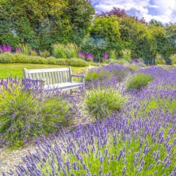 Lavender field