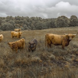 Highland Cows