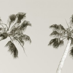 Palm trees