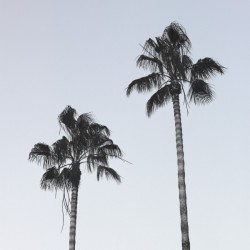 Palm trees