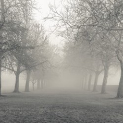 Pathway through trees