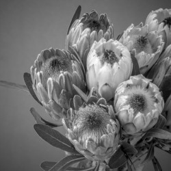 Protea flowers