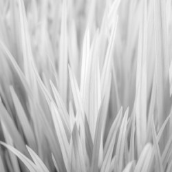 Flowing Grass
