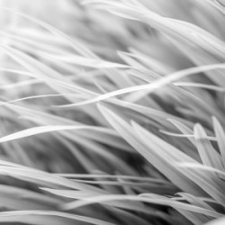 Flowing Grass