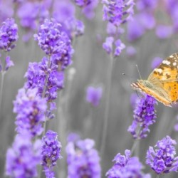 Butterfly Lavender flowers