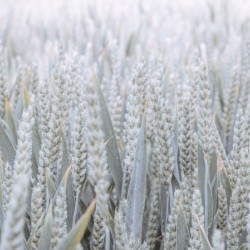 Wheat field