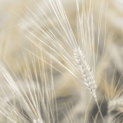 Wheat close-up