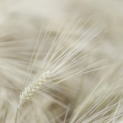 Wheat close-up