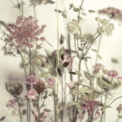 Meadow Flowers