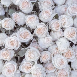Full frame of Roses