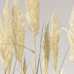 Feather Reeds