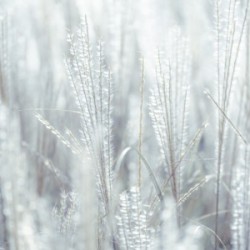 Japanese Silver Grass