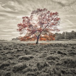 Single tree at autumn
