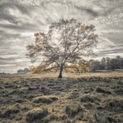 Single tree at autumn