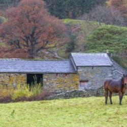 Horse in a field, Lake district, Cumbria