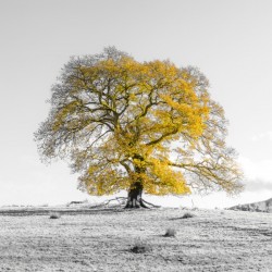 Tree on a hill, yellow, gold