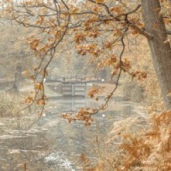 Canal through a forest