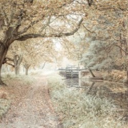 Canal through a forest