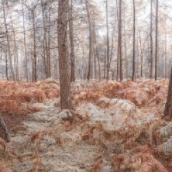 Autumn forest