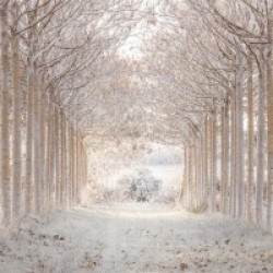 Winter forest