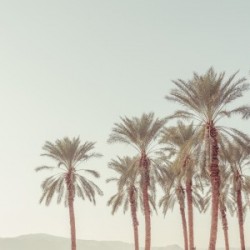 Palm Trees