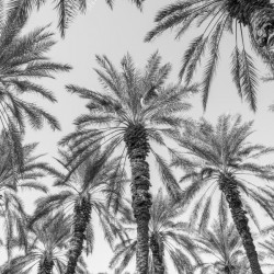 Palm Trees