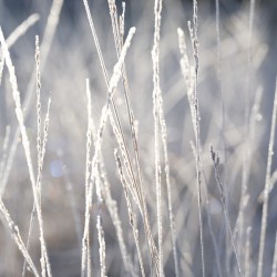 Frost on Grass