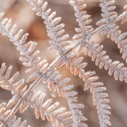 Frost on plant