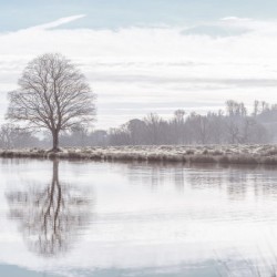 Reflection of a tree