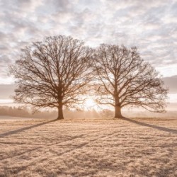 Trees in meadow