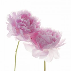 Peonies on white background