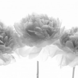 Peonies on white background