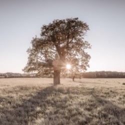 Sun shining through single tree