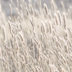 Grass in meadow