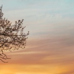 Branches at sunset