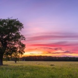 Tree at sunset