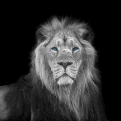 Lion face