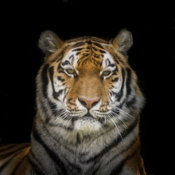 Tiger face
