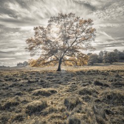 Single tree at autumn