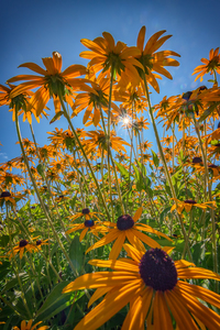 Black Eyed Susans Bask in the Sun