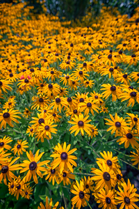 A Field of Black Eyed Susans