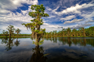 Afternoon on the Bayou