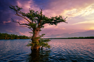 Bayou Twilight
