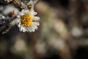 Frosty Wild Aster