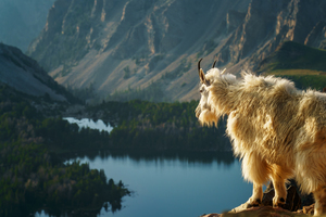 Master of All He Surveys