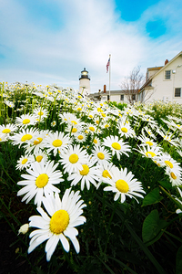Daisies in Bloom at Pemaquid Point