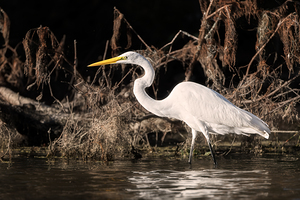 Snowy Egret