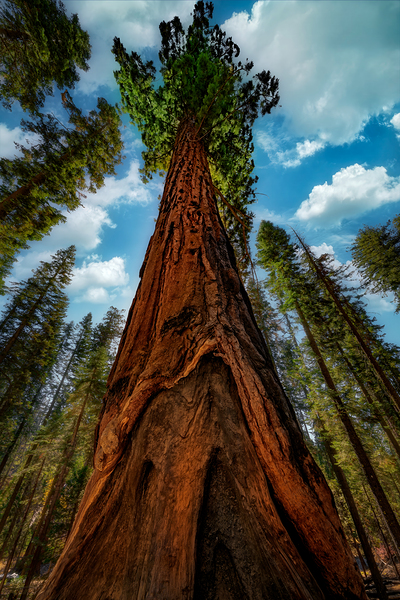 In the Shade of Giants Print