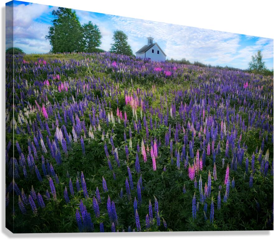 Springtime Symphony Canvas Print