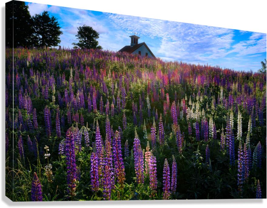 Spring Colors Canvas Print